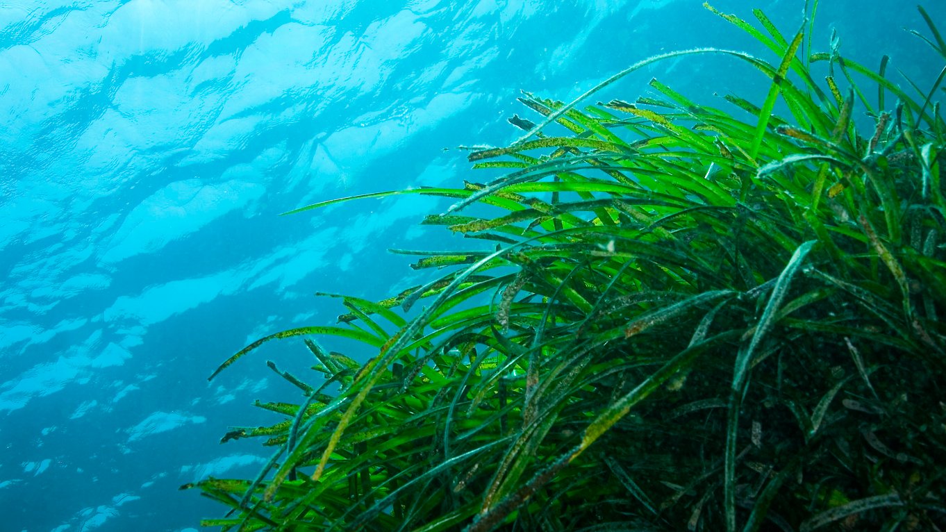 Randonnée Palmée – Balade Sous-Marine à Villefranche-sur-Mer - Photo 2